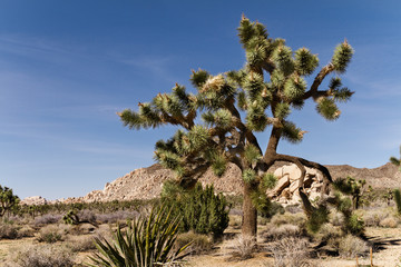Landscape of desert and Joshua tree in California, USA