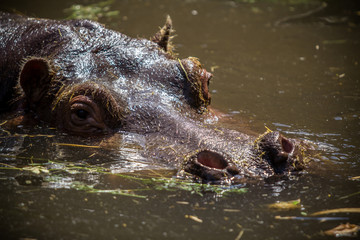 Hippo in water