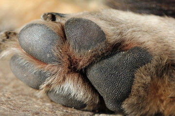 Saint Bernard and Braque Francais