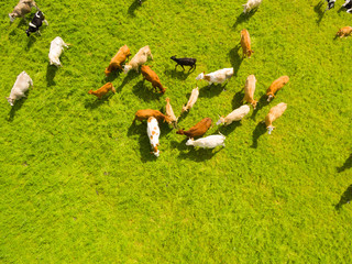 Aerial view of cows in a herd on green pasture top view