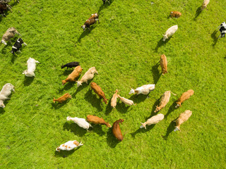 Aerial view Close of cows in a herd on green pasture top view