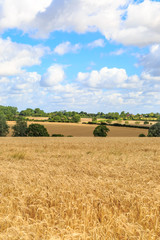Fototapeta premium Suffolk Summer Landscape