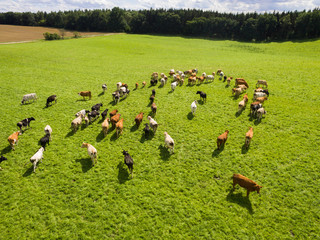 Aerial view of cows in a herd on green pasture