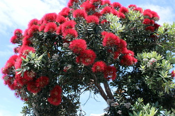 Bright red flowers of a pohutukawa tree, Azores