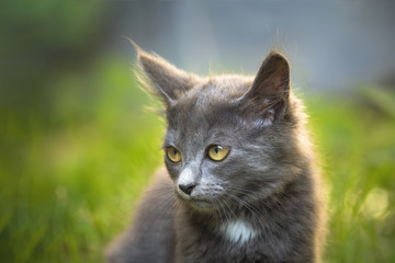 Naklejka na ściany i meble Chaton en extérieur - outdoor kitten