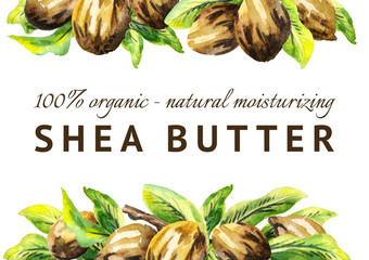 Shea nuts and green leaves background. Watercolor hand-drawn illustration