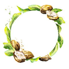 Shea nuts and green leaves circular background. Watercolor hand-drawn  illustration