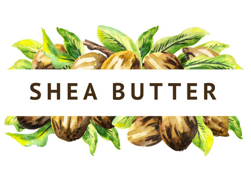 Shea nuts and green leaves background. Watercolor  illustration