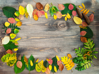 Autumn background with leaves. Different leaves on a wooden background.