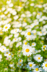 Meadow of chamomile flowers