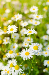 Meadow of chamomile flowers