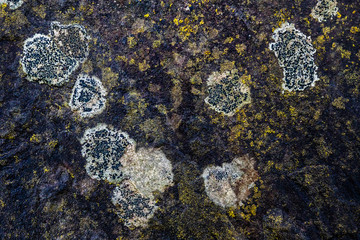 nature designs an abstract in stone with lichen background