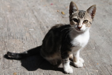 Cute street kitten