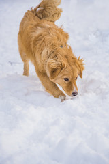 Cute dogs playing in snow, enjoying winter time