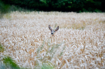 Obraz premium Reh im Getreidefeld
