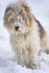 Cute dogs playing in snow, enjoying winter time