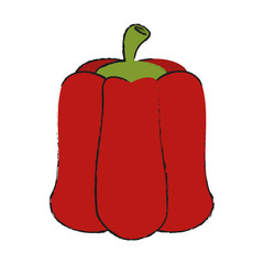 pepper vector illustration