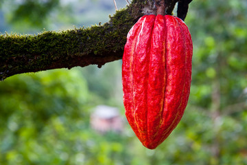 cacao pod (theobroma cacao) on tree - seeds are used to make chocolate 