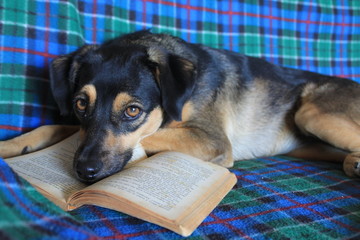 Cute dog reading a book