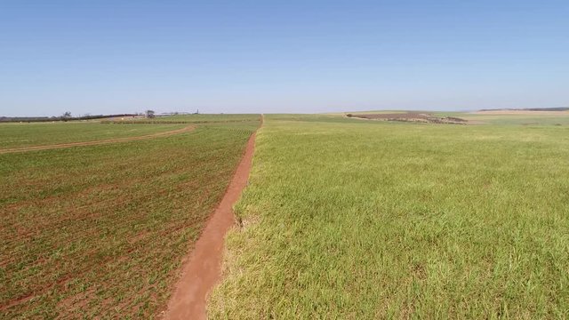 Flying Over Sugar Cane Field in Brazil