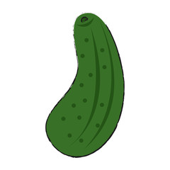 zucchini vector illustration