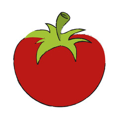 Tomato vector illustration