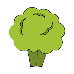 broccoli vector illustration