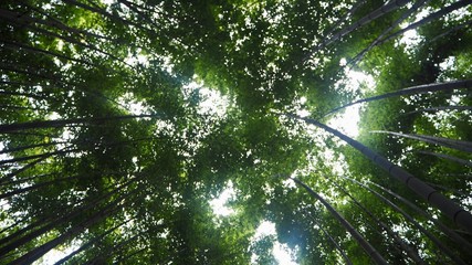 Fototapeta premium Forêt de bambous