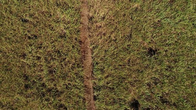 Flying Over Sugar Cane Field in Brazil