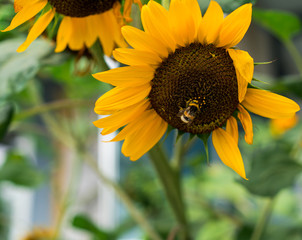 sunflower and a bee