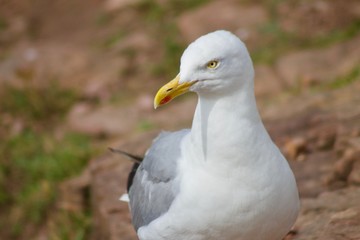 Obraz premium Goëland