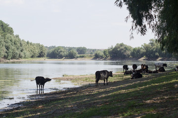 herd of cows by the river side