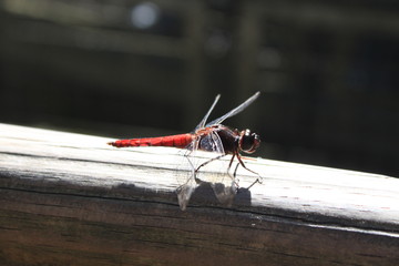 Nature in South America