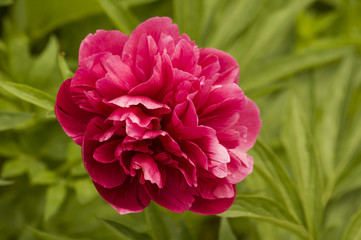 Ярко-розовый пион на фоне зеленой травы