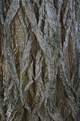 Barks, Tree Trunks, Textures, Patterns and more