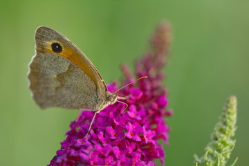 Schmetterling Coenonympha pamphilus