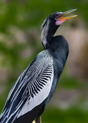 Anhinga
