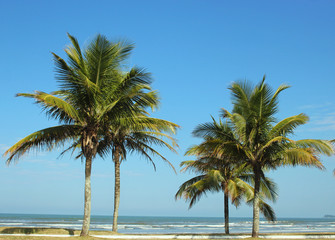 Fototapeta na wymiar coconuts tree