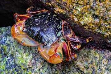 Striped Shore Crab