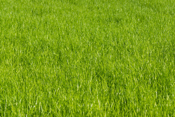 Lawn in summer on a sunny day - fresh green grass