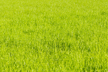 Obraz na płótnie Canvas Lawn in summer on a sunny day - fresh green grass