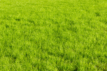 Obraz na płótnie Canvas Lawn in summer on a sunny day - fresh green grass