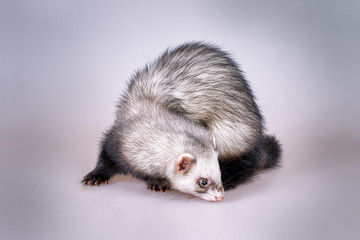 Fototapeta na wymiar Portrait of sable ferret