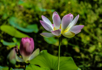 Obraz premium Lotus Lily and Stem