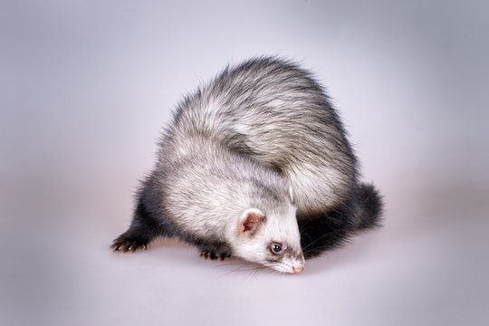 Portrait of sable ferret