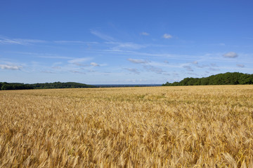barley and woodland