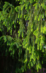 Pine Blossoms in the Ozarks