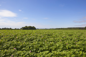 Fototapeta na wymiar flowering potato crop