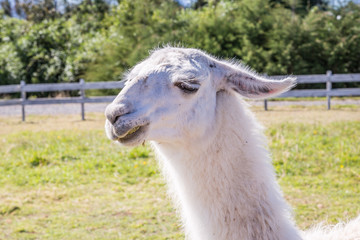 Lamas in Patagonia. Captured in a Lama Farm.