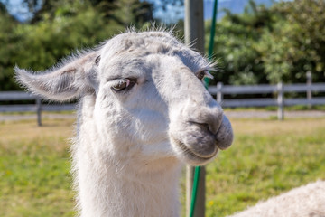 Obraz premium Lamas in Patagonia. Captured in a Lama Farm.
